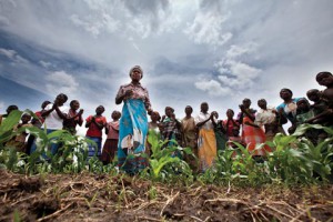 Maize field in Malawi: Women account for 70 per cent of Africa’s food production, but often do not have secure access to land. (Source: Redux / Hollandse Hoogte / Arie Kievit - Africa Renewal Online) 