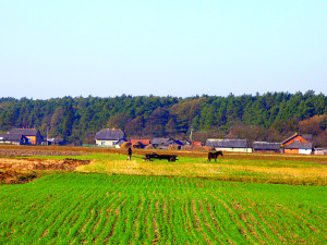 Environment in the rural outskirts of Lviv oblast