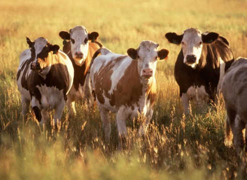 Cattle_(1)