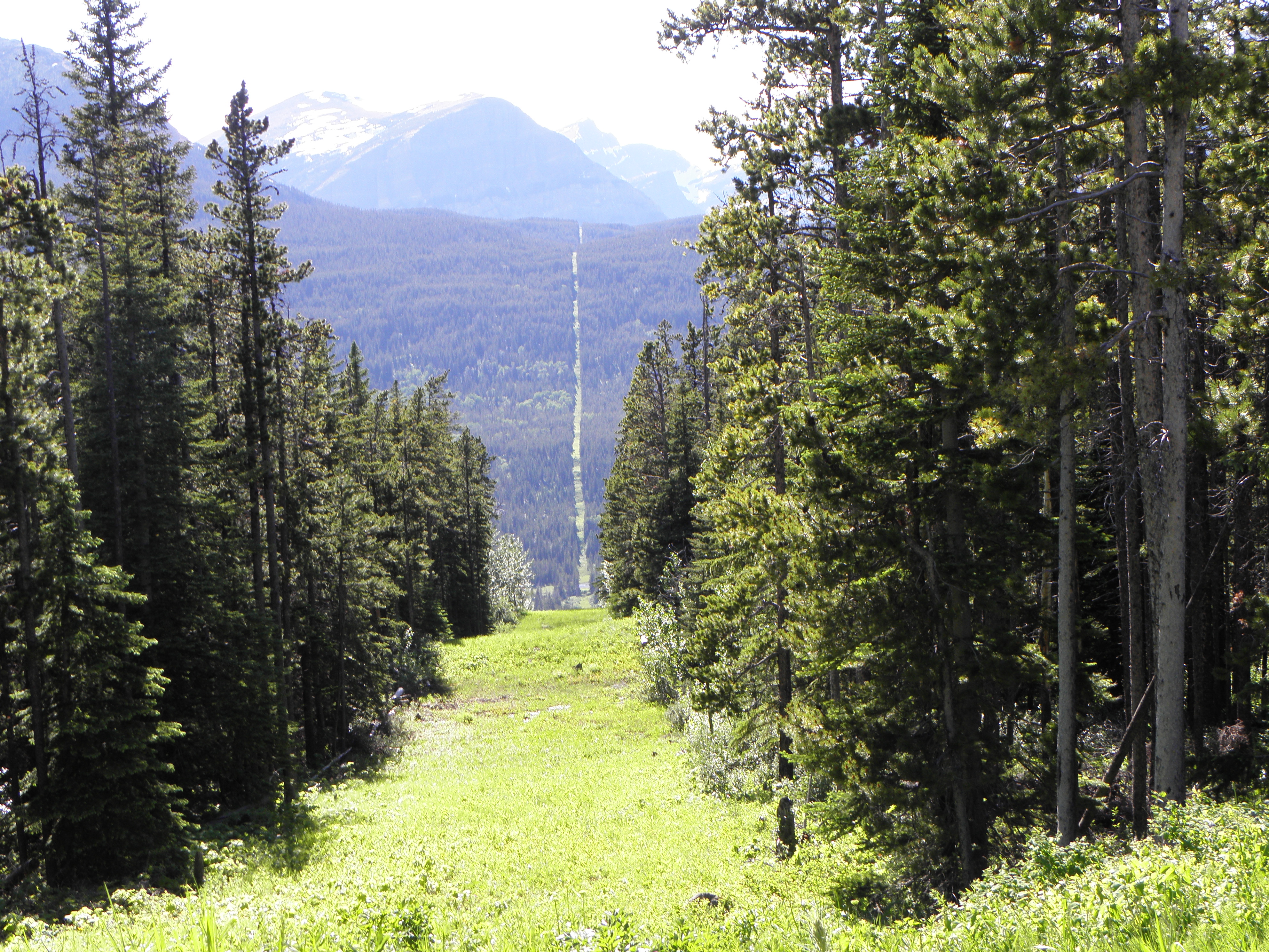 Государственная граница канады. Фронтир США лес. Граница США И Канады в лесу. Граница между США И Канадой фото. Канадские леса.